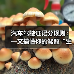 汽车驾驶证记分规则:一文搞懂你的驾照“生命线”(图2) 汽车驾驶证记分规则:一文搞懂你的驾照“生命线”(图2)
