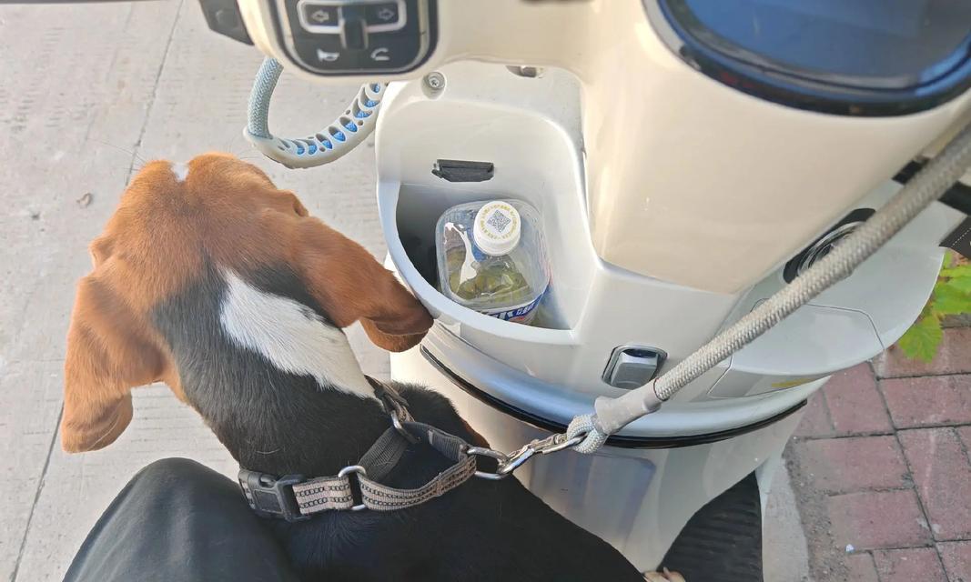 如何选择适合带狗出行的车型与安全乘车指南(图3) 如何选择适合带狗出行的车型与安全乘车指南(图3)