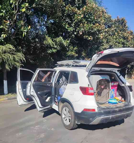 如何选择适合带狗出行的车型与安全乘车指南(图1) 如何选择适合带狗出行的车型与安全乘车指南(图1)